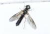 Sargus bipunctatus